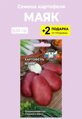 Сорт картофеля Рокко - описание характеристик сорта, посадка и уход |  Картофель, Картофель фри, Корнеплоды