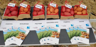 В Коми будут выращивать сорта картофеля Гулливер, Оскар и Атлетик |  Комиинформ