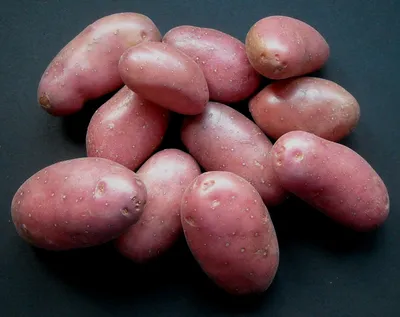 Челябинские селекционеры вывели новые ценные сорта картофеля | ИА Красная  Весна