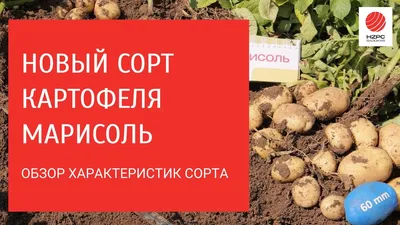 Сорта картофеля