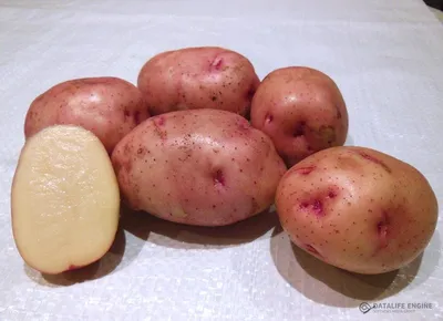 Красный картофель: сорта и их описание