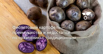 Эксперты назвали самые вкусные сорта картофеля - Новини АПК | Головні  фермерські новини України