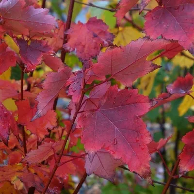 Клен красный (Acer rubrum ) - купить в интернет-магазине по лучшей цене с  доставкой или самовывозом