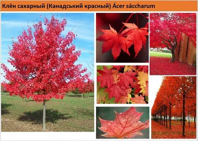 Клен красный \"Red Sunset\", 160-180 см купить в Минске, цены