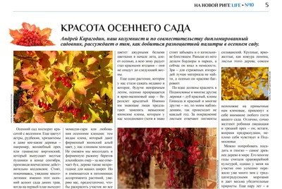 Многолетние цветы on X: \"Лилии в саду #дача #сад #лилия #лилии #лето # красота #сад #огород https://t.co/DeGruLaXb8\" / X