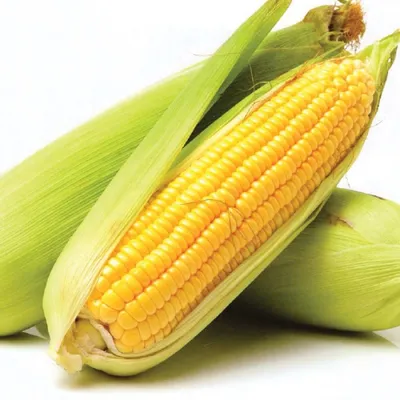 Сорта разноцветной кукурузы, и где ее используют - Agro-Market