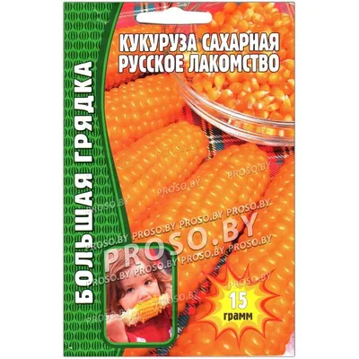 Капельное орошени сахарной кукурузы, особенности агротехники. Статья от  компании Новый век агротехнологий