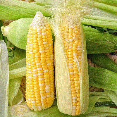 Продукция - Кукуруза \"Сахарная\" \"Семейный амбар\" | Качество в подарок
