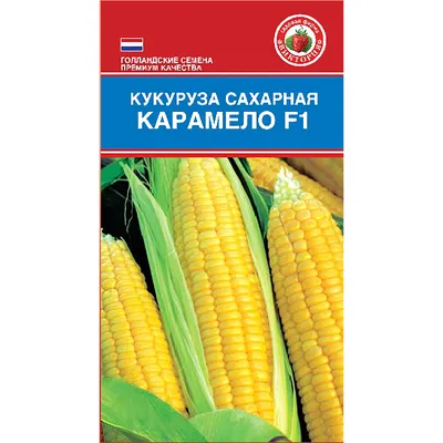 Четыре секрета сахарной кукурузы от селикционера Михаила Нагорняка —  SonceSad Четыре секрета сахарной кукурузы от селикционера Михаила Нагорняка  — SonceSad