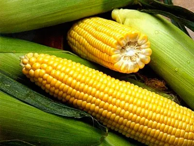 Ботаничка on X: \"Разноцветная Кремнистая кукуруза (Zea mays var. indurata)  «Glass Gem». Восстановленный древнеиндийский сорт. https://t.co/csowTwVmNI\"  / X