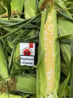 Кукуруза Минт F1 купить в Минске, цена в интернет магазине