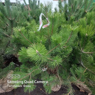 Сосна крымская. Pallas pine. | ПИТОМНИК ЭКЗОТИЧЕСКИХ ДЕРЕВЬЕВ