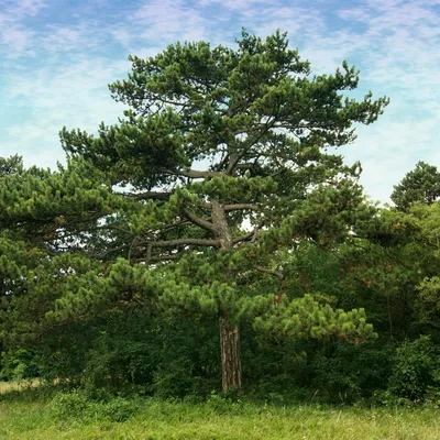 Сосна крымская. Pallas pine. | ПИТОМНИК ЭКЗОТИЧЕСКИХ ДЕРЕВЬЕВ