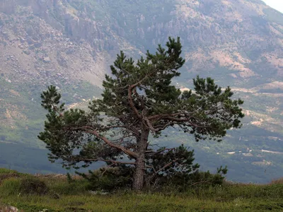 Сосна крымская 150/175 Pinus nigra subsp. pallasiana (К) — цена в LETTO