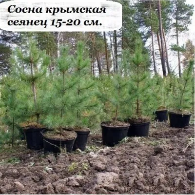 Сосна крымская купить в Киеве, цена — Greensad