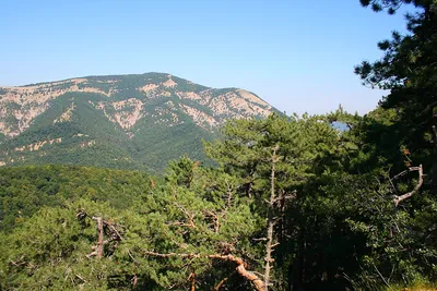 Сосна крымская, 2 метра купить в Киеве, цена — Greensad