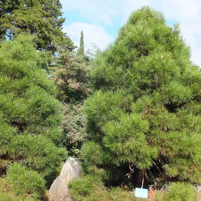 Сосна крымская/Pinus nigra | Приватний розплідник плодово - ягідних та  декоративних культур \"Київсад\"