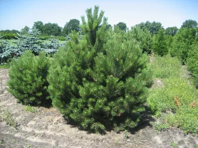 Green Optima - Питомник растений