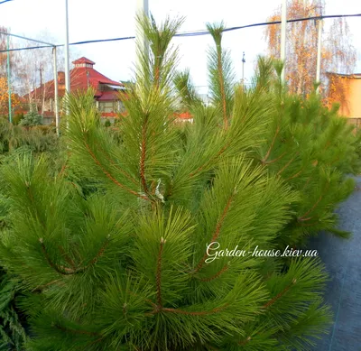 Семена сосна \"Крымская\" (Pinus nigra subsp. pallasiana) ЭС Россия: продажа,  цена в Есике. Ели, сосны натуральные от \"ТОО \"Arisha eurasia tradE\"\" -  97398765