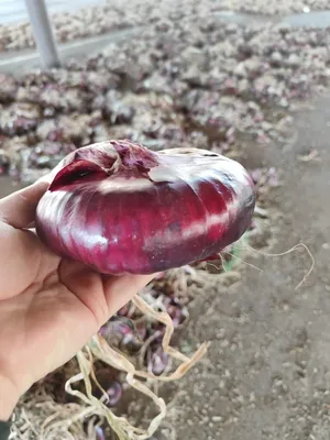 Лук Крымский красный