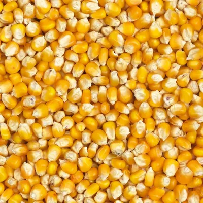 Кукуруза попкорн Рубиновый (Ruby Red Popcorn)