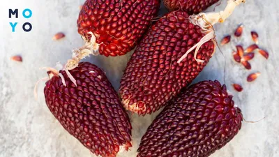 Кукуруза для попкорна 1кг. от продавца: Almond – купить в Украине –  ROZETKA. Низкая цена на Кукуруза для попкорна 1кг., отзывы покупателей