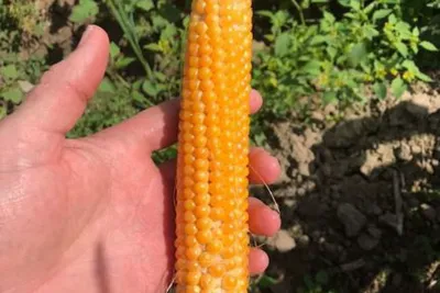 Зерна кукурузы для попкорна, Попкорн, Popping Corn, TRS, 500 г цена |  pigu.lt