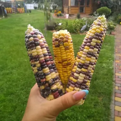 Кукуруза органическая (попкорн)
