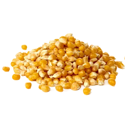 Как на своем дачном участке вырастить кукурузу, из которой можно потом  делать отличный попкорн | ЭКОсад для всех | Дзен