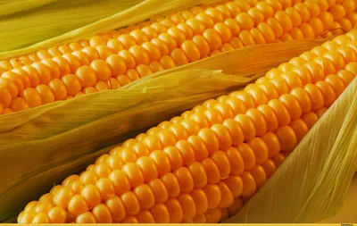 Кому нельзя есть кукурузу - подробности – Люкс ФМ