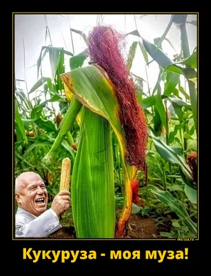 Картинки на тему #Кукуруза - в Шедевруме