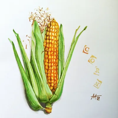 Картинки на тему #Кукуруза - в Шедевруме