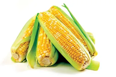 Переопыления белых, желтых и биколор сортов суперсладкой кукурузы.