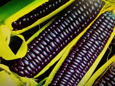 Консервированная кукуруза - Лайфхакер
