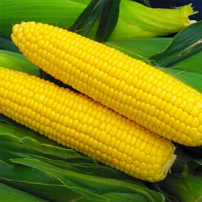 Что происходит с организмом, когда вы едите кукурузу