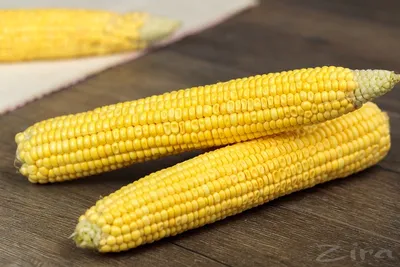 Дикой кукурузы в природе не было. Откуда же она появилась у человека? |  Популярная наука | Дзен