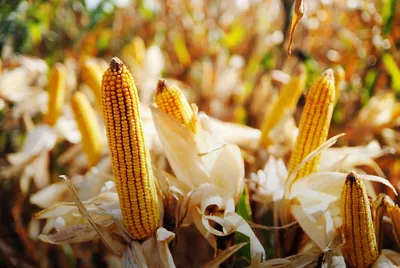 Кукуруза зерно 10кг, Индия - купить оптом в Москве