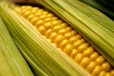 50 Фактов о кукурузе | Интересные факты | Дзен