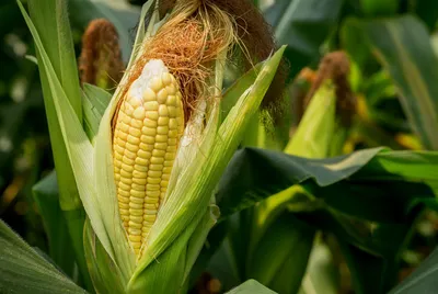 Сорта разноцветной кукурузы, и где ее используют - Agro-Market
