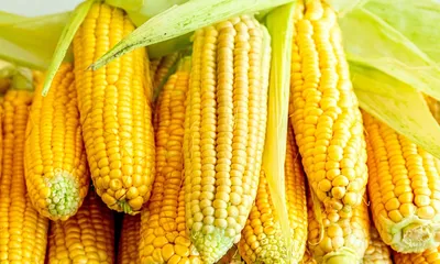 Кукуруза сахарная - технология выращивания на капельном орошении