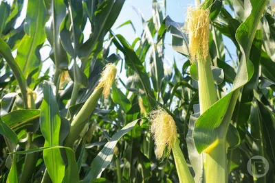 Волынянин вырастил гиганский кочан кукурузы: 734 грамма и 36 сантиметров  (ФОТО) | GreenPost