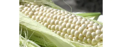 Кукуруза в початке: рецепт как варить