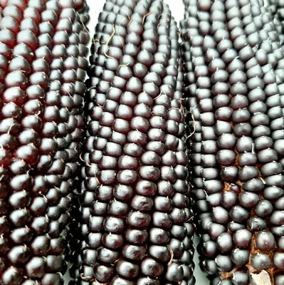 Кукуруза Чёрный Попкорн — Black Popcorn | Дом Помидоров - Помидом
