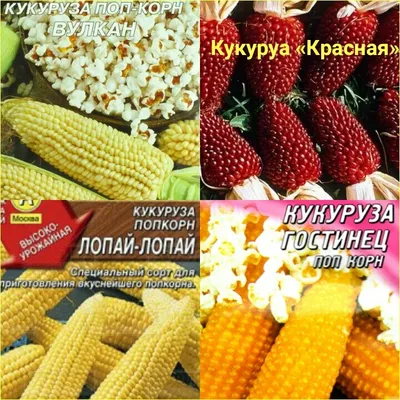 Кукуруза для попкорна «Калейдоскоп».бум/пакет