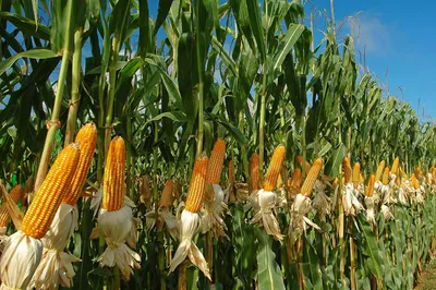 Кукуруза, маис