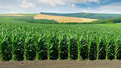Кукуруза гмо гибрид VALDES Bt 199 , FAO 180 | lloydcg.com