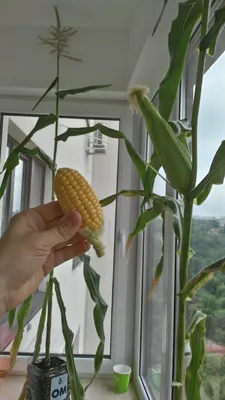 Кукуруза - натуральные продукты от Агрокомбината Несвижский