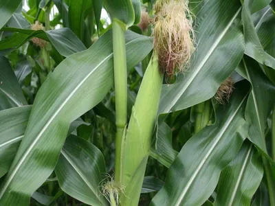 Кукуруза сахарная (Zea mays) — описание, выращивание, фото | на LePlants.ru