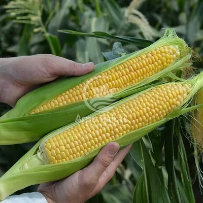 Кукуруза, кукуруза условия, кукуруза фото, выращивание кукурузы, кукуруза  уход, технология выращивания кукурузы