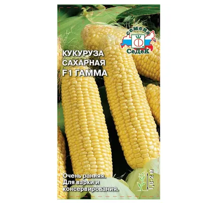 Кукуруза растет в поле, крупным планом :: Стоковая фотография :: Pixel-Shot  Studio